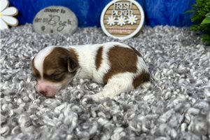 Neve - puppy for sale