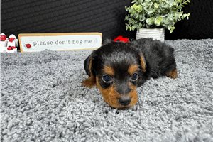 Galen - Yorkiepoo - Yorkie Poo for sale