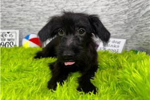 Gino - puppy for sale