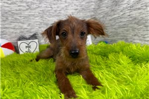 Gregory - Yorkiepoo - Yorkie Poo for sale