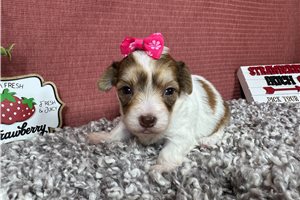 Neve - Yorkiepoo - Yorkie Poo for sale