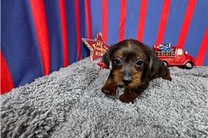 Grayson - Yorkiepoo - Yorkie Poo for sale