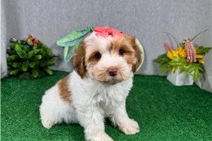 Nikki - Yorkiepoo - Yorkie Poo for sale