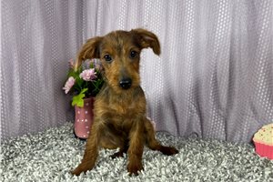 Gregory - Yorkiepoo - Yorkie Poo for sale