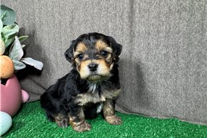 Snickers - Yorkiepoo - Yorkie Poo for sale