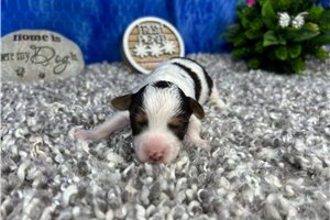 Normand - puppy for sale