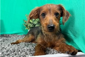 Gregory - puppy for sale