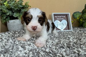 Normand - Yorkiepoo - Yorkie Poo for sale