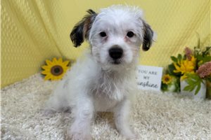 Cinch - Yorkiepoo - Yorkie Poo for sale