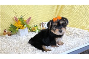 Ana - Yorkshire Terrier - Yorkie for sale