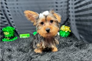Brielle - Yorkshire Terrier - Yorkie for sale