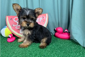 Maestro - Yorkshire Terrier - Yorkie for sale