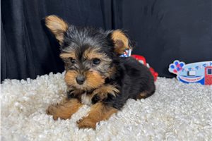 Maestro - Yorkshire Terrier - Yorkie for sale