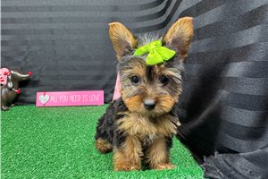 Hadley - Yorkshire Terrier - Yorkie for sale