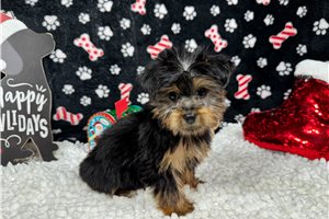 Pierce - Yorkshire Terrier - Yorkie for sale