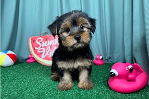 Rudy - puppy for sale