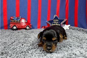 Maestro - Yorkshire Terrier - Yorkie for sale