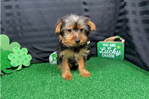 Popeye - Yorkshire Terrier - Yorkie for sale