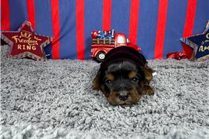 Maddox - puppy for sale