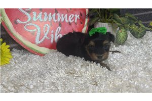 Rosalyn - Yorkshire Terrier - Yorkie for sale