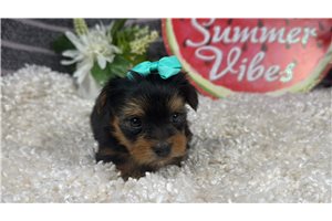 Rena - Yorkshire Terrier - Yorkie for sale