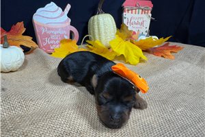 Posey - puppy for sale