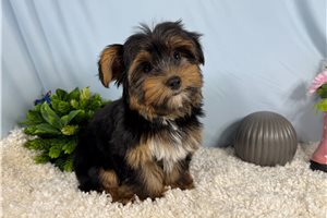 Maddox - Yorkshire Terrier - Yorkie for sale