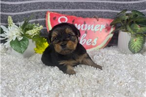 Rudy - Yorkshire Terrier - Yorkie for sale