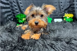 Barley - Yorkshire Terrier - Yorkie for sale