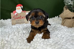 Bishop - puppy for sale