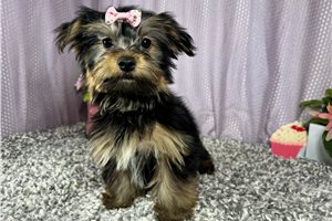 Rosalyn - Yorkshire Terrier - Yorkie for sale