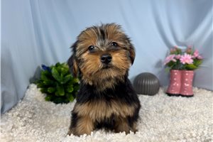 Rudy - Yorkshire Terrier - Yorkie for sale