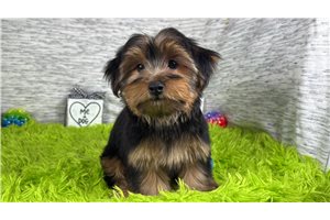 Rudy - Yorkshire Terrier - Yorkie for sale