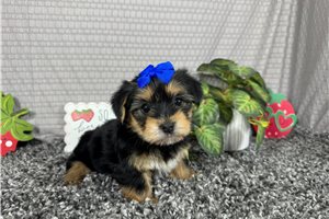 Ana - Yorkshire Terrier - Yorkie for sale