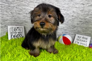 Remington - Yorkshire Terrier - Yorkie for sale