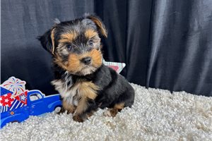 Maddox - Yorkshire Terrier - Yorkie for sale