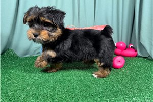 Maddox - Yorkshire Terrier - Yorkie for sale