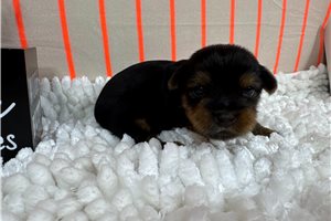 Rudy - puppy for sale