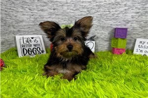 Rena - Yorkshire Terrier - Yorkie for sale