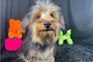 Remington - Yorkie for sale