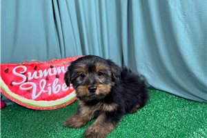 Remington - Yorkshire Terrier - Yorkie for sale