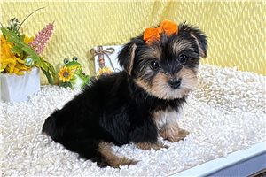 Anna - Yorkshire Terrier - Yorkie for sale
