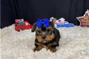 Rena - Yorkshire Terrier - Yorkie for sale