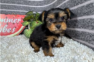 Maestro - Yorkshire Terrier - Yorkie for sale