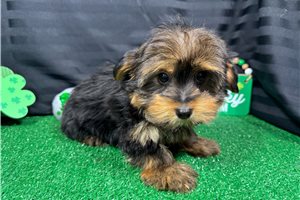 Sailor - Yorkshire Terrier - Yorkie for sale