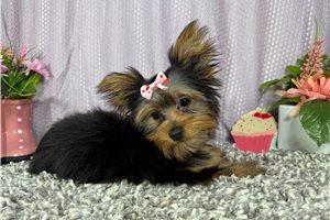 Rena - Yorkshire Terrier - Yorkie for sale