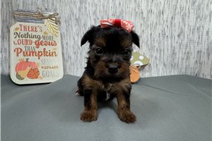 Pearl - puppy for sale