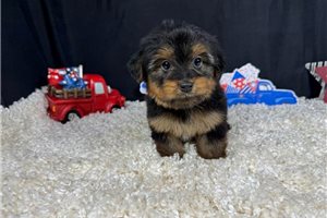 Remington - Yorkshire Terrier - Yorkie for sale