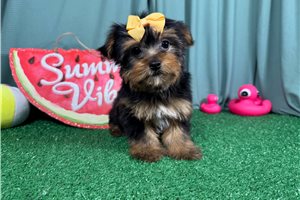 Rena - puppy for sale