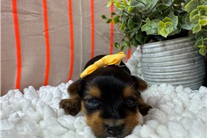 Rileigh - Yorkshire Terrier - Yorkie for sale